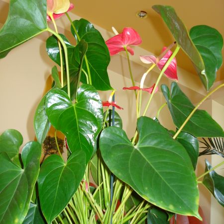 Anthurium(mihaela)